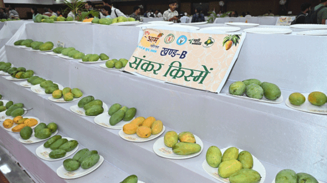Mango-Festival