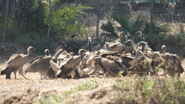 Vulture-Conservation
