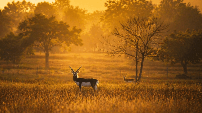 black-deer