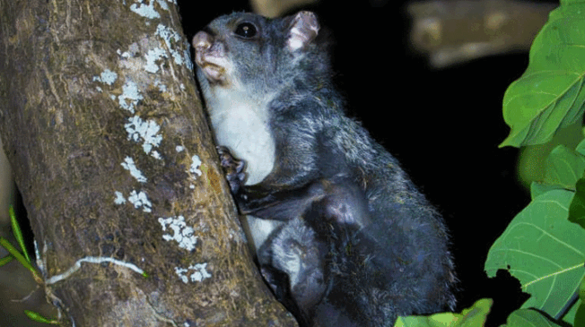 Flying-squirrel